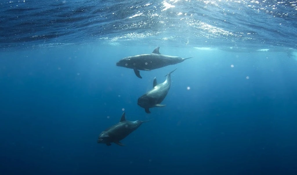 Observer les dauphins en mer : une expérience nature unique